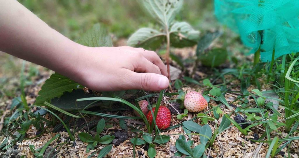 照海華徳福國小園藝課種草莓一年級